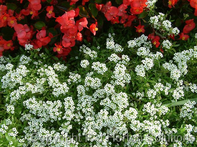 Alyssum and begonias